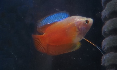 ネオンドワーフグラミー(オス)