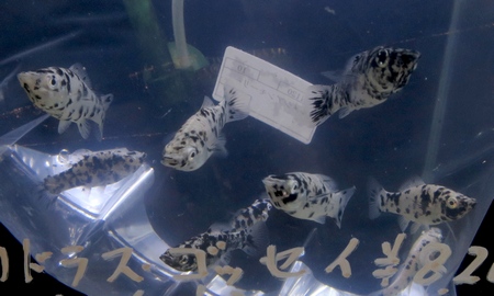 ダルメシアンモーリー