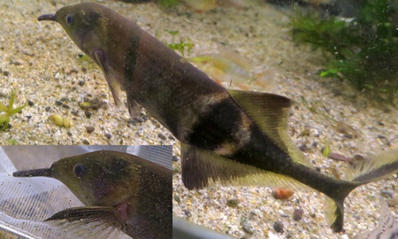 エレファントノーズフィッシュ(大) 14cm