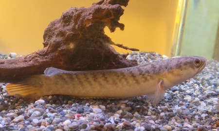 ドワーフスネークヘッド ベンガルオレンジ