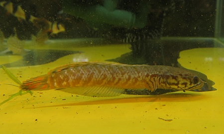 レインボースネークヘッド