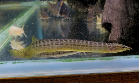 グリーンスパイニーイール