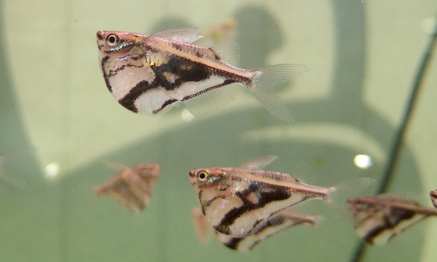 中野愛魚園 ハチェット各種