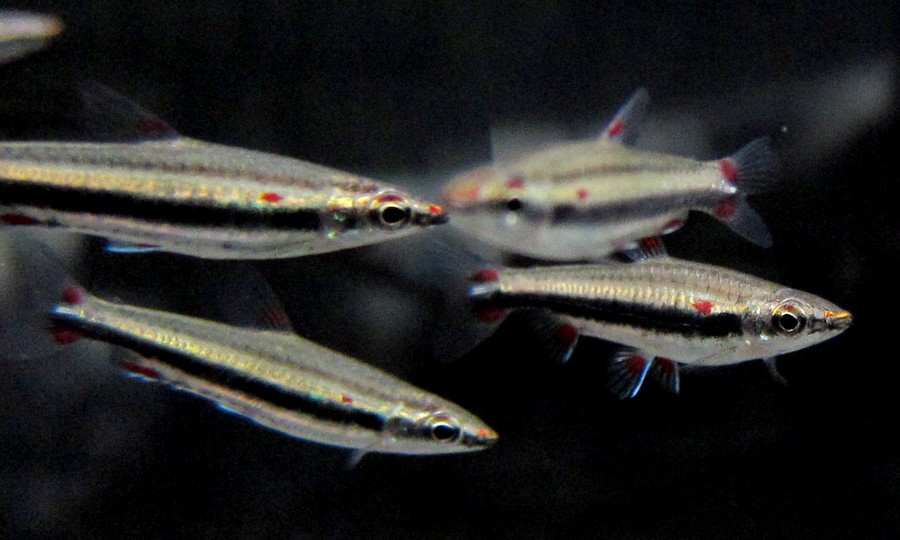 中野愛魚園 スリーラインペンシル