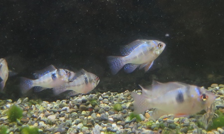 国産ドイツラミレジィ