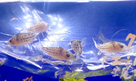 コリドラス・アガシジィ プルス