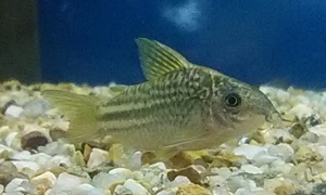 中野愛魚園 コリドラス ストックリスト