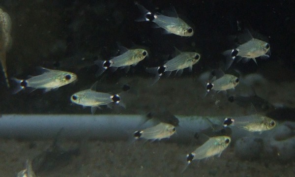 中野愛魚園 コリドラス ハスタートゥス