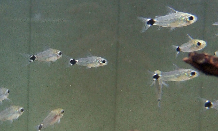 中野愛魚園 コリドラス ハスタートゥス