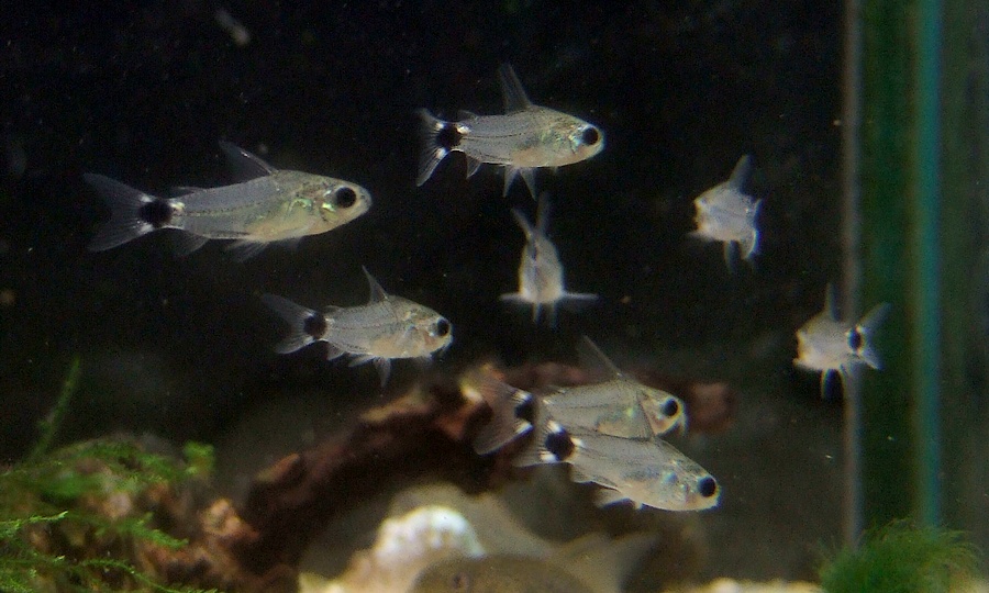 中野愛魚園 コリドラス ハスタートゥス