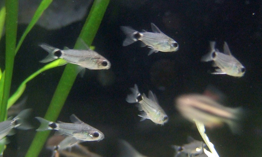 中野愛魚園 コリドラス ハスタートゥス