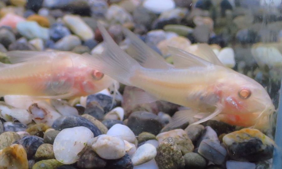 中野愛魚園