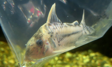 コリドラス・プルケール