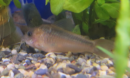コリドラス・ラバウティ