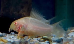 中野愛魚園 コリドラス ストックリスト