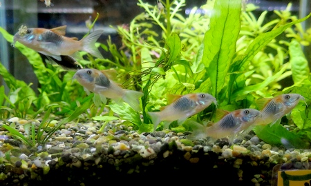 コリドラス・ベネズエラオレンジ