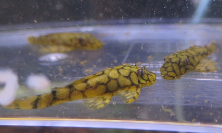 ロイヤルアラベスクブッシープレコ