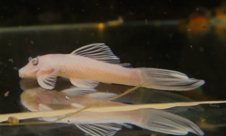 スノーホワイトブッシープレコ