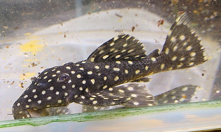 ブラックドラゴンスタークラウンプレコ