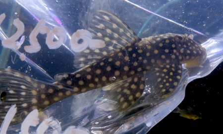 ルビースポットマグナムプレコ