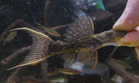 スカーレットトリムプレコ