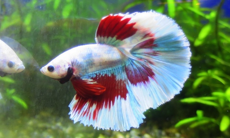 ベタ ハーフムーン