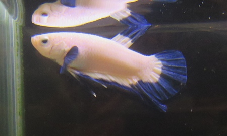 ベタ プラカット ブルーリム