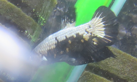 ベタ プラカット ブラックサムライ