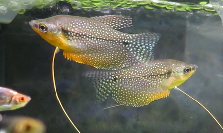 パールグラミー